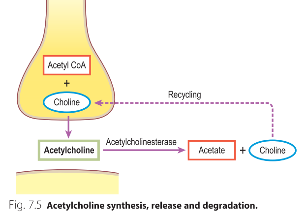 Fig. 1.1 laughable Fig. 1.1 laughable
